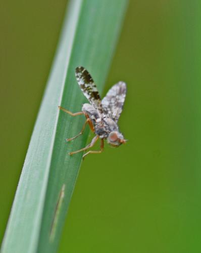 Tephritis vespertina